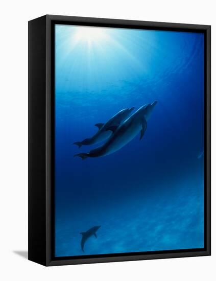 Dolphins Swimming Underwater-null-Framed Stretched Canvas