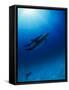 Dolphins Swimming Underwater-null-Framed Stretched Canvas