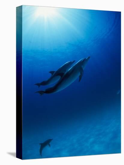 Dolphins Swimming Underwater-null-Stretched Canvas