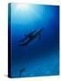 Dolphins Swimming Underwater-null-Stretched Canvas