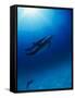 Dolphins Swimming Underwater-null-Framed Stretched Canvas