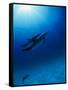 Dolphins Swimming Underwater-null-Framed Stretched Canvas