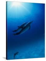 Dolphins Swimming Underwater-null-Stretched Canvas
