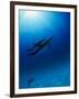 Dolphins Swimming Underwater-null-Framed Premium Photographic Print