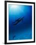 Dolphins Swimming Underwater-null-Framed Premium Photographic Print