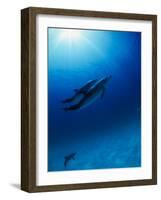 Dolphins Swimming Underwater-null-Framed Photographic Print