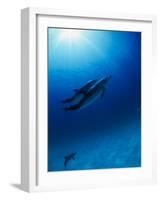 Dolphins Swimming Underwater-null-Framed Photographic Print