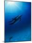 Dolphins Swimming Underwater-null-Mounted Photographic Print