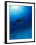 Dolphins Swimming Underwater-null-Framed Photographic Print