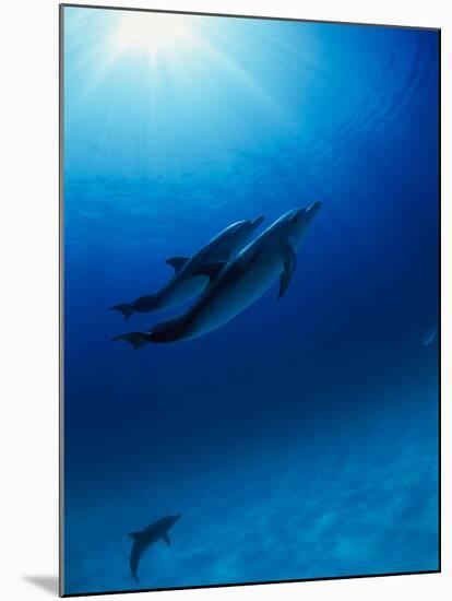 Dolphins Swimming Underwater-null-Mounted Photographic Print