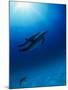 Dolphins Swimming Underwater-null-Mounted Photographic Print