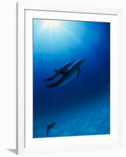 Dolphins Swimming Underwater-null-Framed Photographic Print