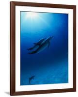 Dolphins Swimming Underwater-null-Framed Photographic Print