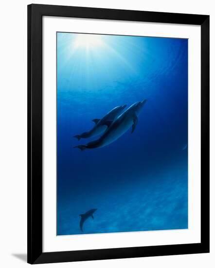 Dolphins Swimming Underwater-null-Framed Photographic Print