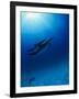 Dolphins Swimming Underwater-null-Framed Photographic Print