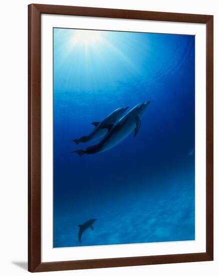 Dolphins Swimming Underwater-null-Framed Photographic Print