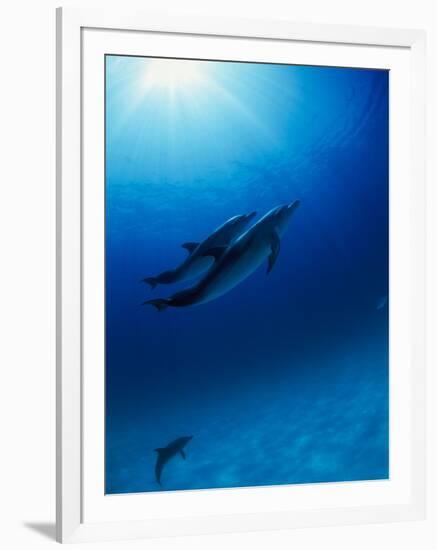 Dolphins Swimming Underwater-null-Framed Photographic Print