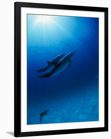 Dolphins Swimming Underwater-null-Framed Photographic Print