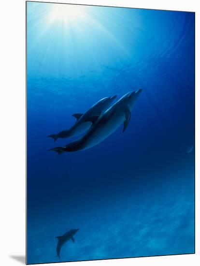 Dolphins Swimming Underwater-null-Mounted Photographic Print