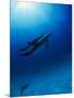 Dolphins Swimming Underwater-null-Mounted Photographic Print