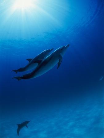 Poster 19/" x 13/" Dolphins Underwater