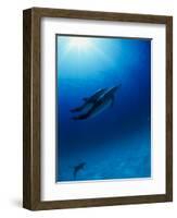 Dolphins Swimming Underwater-null-Framed Photographic Print