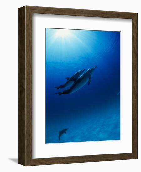 Dolphins Swimming Underwater-null-Framed Photographic Print