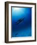 Dolphins Swimming Underwater-null-Framed Photographic Print