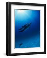 Dolphins Swimming Underwater-null-Framed Photographic Print