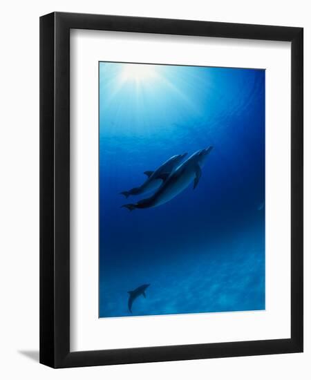 Dolphins Swimming Underwater-null-Framed Photographic Print