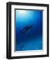 Dolphins Swimming Underwater-null-Framed Photographic Print