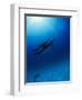 Dolphins Swimming Underwater-null-Framed Photographic Print