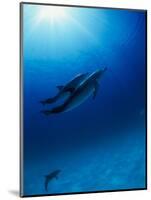 Dolphins Swimming Underwater-null-Mounted Photographic Print