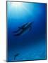 Dolphins Swimming Underwater-null-Mounted Photographic Print