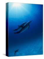 Dolphins Swimming Underwater-null-Stretched Canvas