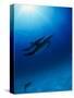 Dolphins Swimming Underwater-null-Stretched Canvas