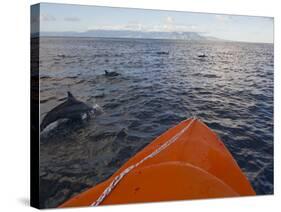Dolphins Swimming with a Boat, Savo Island, Solomon Islands, Pacific-Michael Runkel-Stretched Canvas