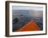 Dolphins Swimming with a Boat, Savo Island, Solomon Islands, Pacific-Michael Runkel-Framed Photographic Print