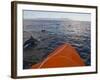 Dolphins Swimming with a Boat, Savo Island, Solomon Islands, Pacific-Michael Runkel-Framed Photographic Print