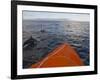 Dolphins Swimming with a Boat, Savo Island, Solomon Islands, Pacific-Michael Runkel-Framed Photographic Print