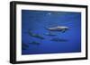 Dolphins-Barathieu Gabriel-Framed Giclee Print