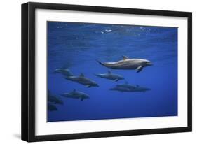 Dolphins-Barathieu Gabriel-Framed Giclee Print