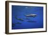 Dolphins-Barathieu Gabriel-Framed Giclee Print