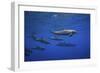 Dolphins-Barathieu Gabriel-Framed Giclee Print