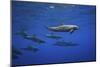 Dolphins-Barathieu Gabriel-Mounted Giclee Print