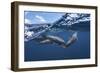 Dolphins-Barathieu Gabriel-Framed Giclee Print