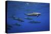 Dolphins-Barathieu Gabriel-Stretched Canvas