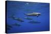 Dolphins-Barathieu Gabriel-Stretched Canvas