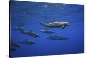 Dolphins-Barathieu Gabriel-Stretched Canvas