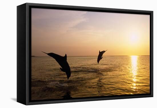 Dolphins-null-Framed Stretched Canvas